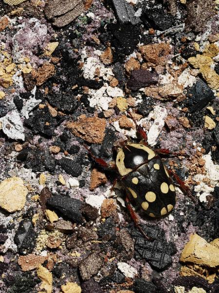 Photograph Tal Silverman Spotty Beetle On Make Up Landscape on One Eyeland